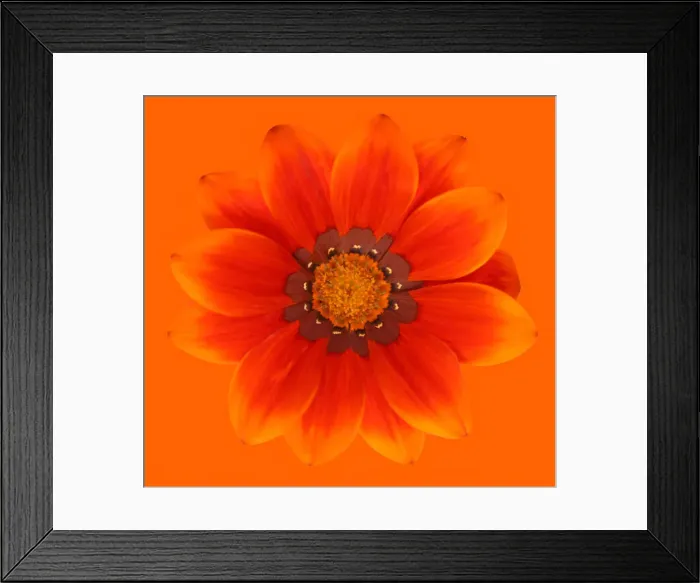 Framed Print : Orange gazania Framed Print : Orange gazania