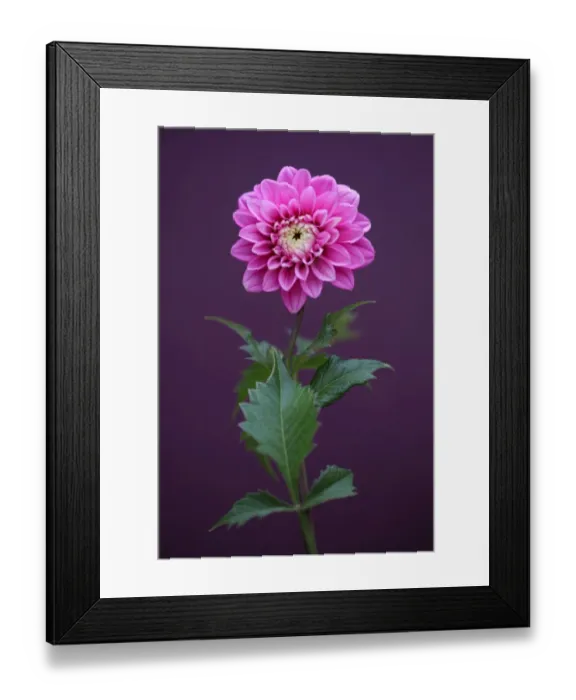 Framed Print : Purple Explosion Framed Print : Purple Explosion