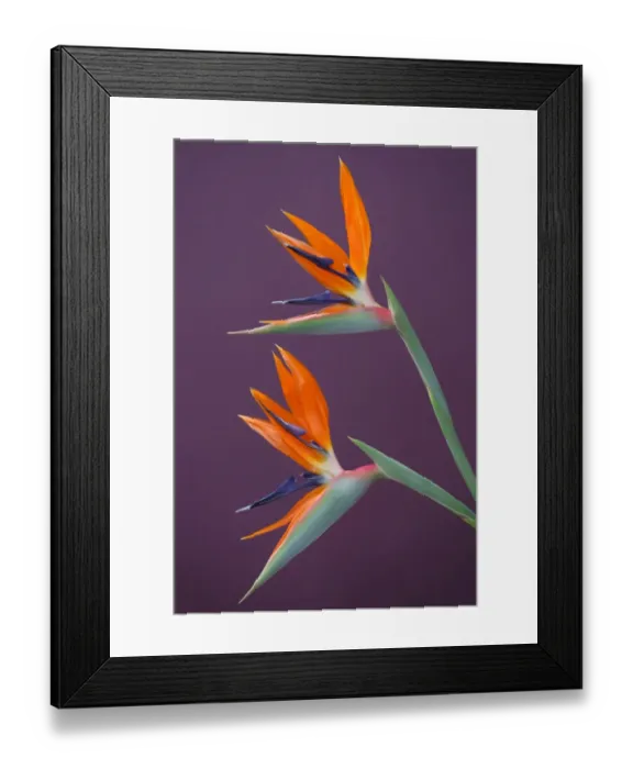 Framed Print : Birds of Paradise Framed Print : Birds of Paradise