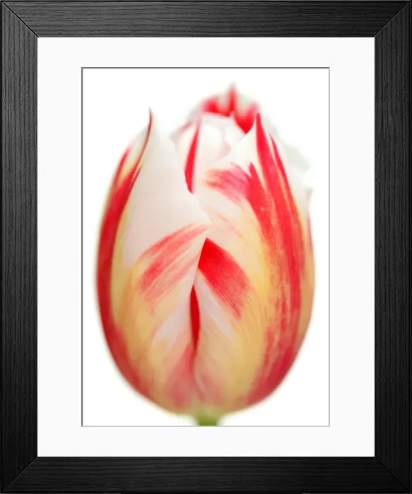 Framed Print : Carnavel de Rio Framed Print : Carnavel de Rio