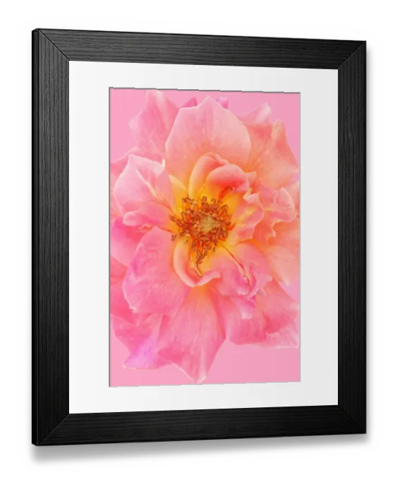 Framed Print : Rose. Old rose Framed Print : Rose. Old rose