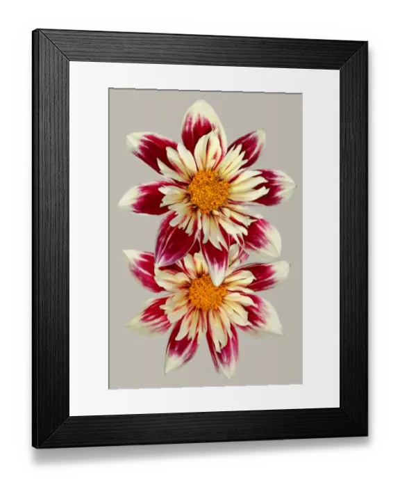 Framed Print : Fashion Monger