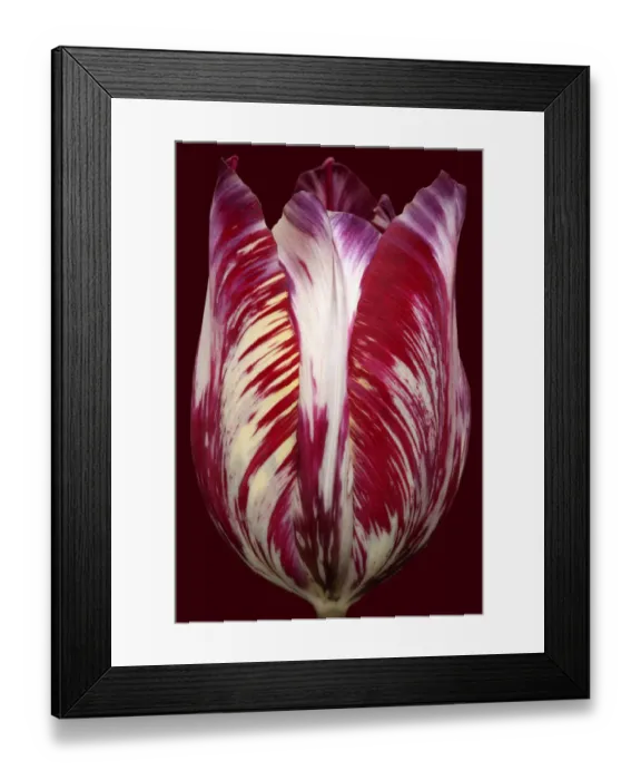 Framed Print : The Lizard Framed Print : The Lizard
