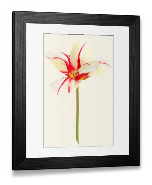 Framed Print : Carnaval de Rio Framed Print : Carnaval de Rio