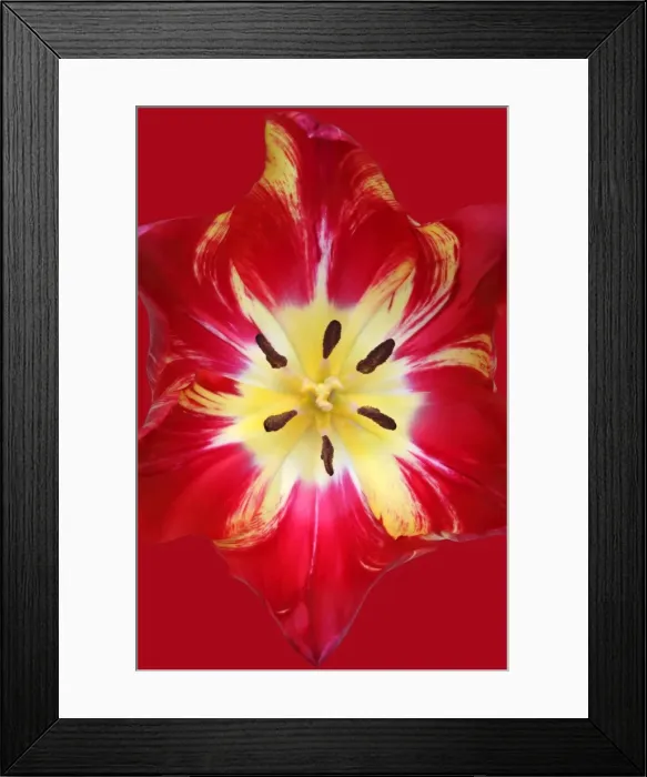 Framed Print : Saskia. Tulip Saskia Framed Print : Saskia. Tulip Saskia