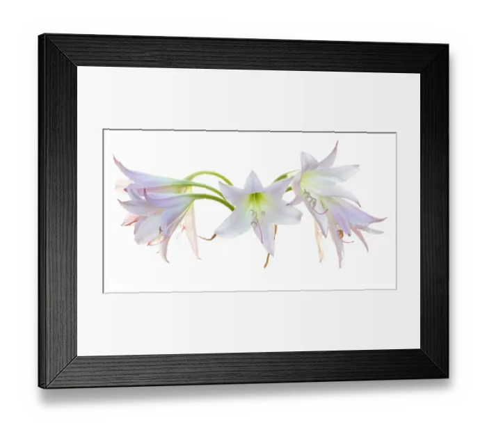 Framed Print : Belladonna Framed Print : Belladonna