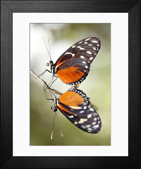 Framed Print : Heliconius hecale Framed Print : Heliconius hecale