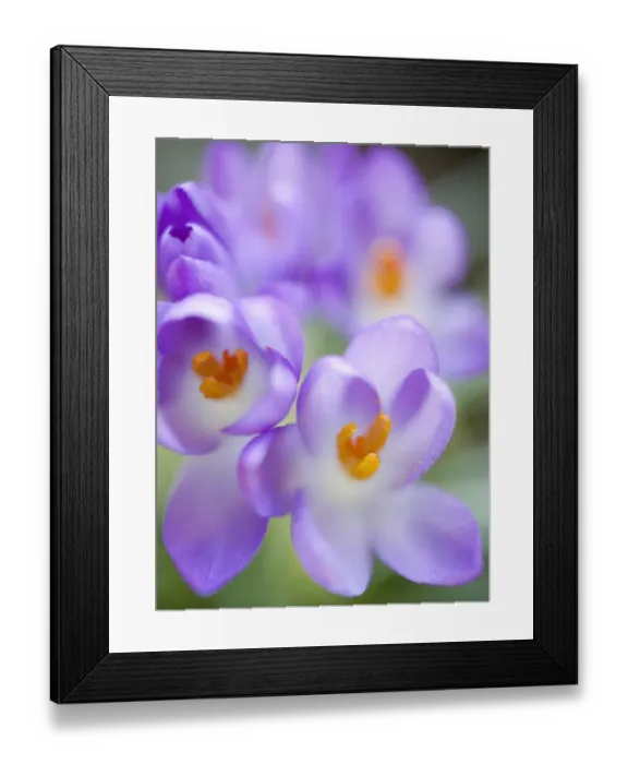Framed Print : Crocus. Spring crocus at Dartington Framed Print : Crocus. Spring crocus at Dartington