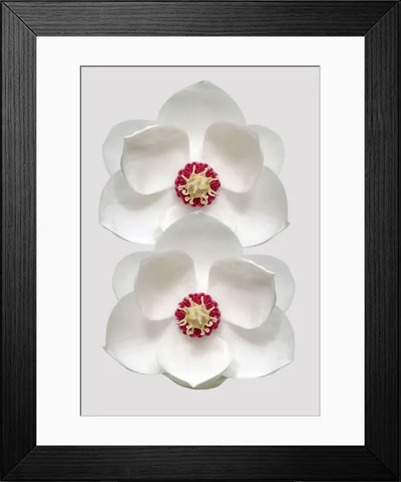 Framed Print : Wilsonii. Magnolias wilsonii Framed Print : Wilsonii. Magnolias wilsonii