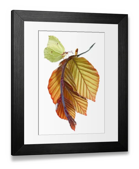 Framed Print : Beech. Brimstone on new copper beech leaves Framed Print : Beech. Brimstone on new copper beech leaves