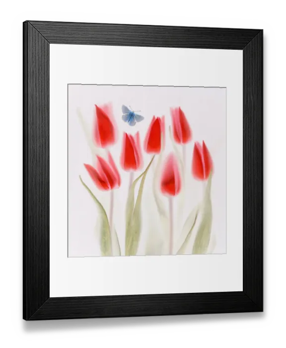 Framed Print : Tulips. Scanned tulips Framed Print : Tulips. Scanned tulips