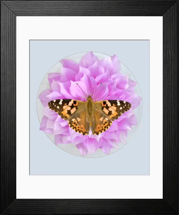 Framed Print : Painted Lady Framed Print : Painted Lady