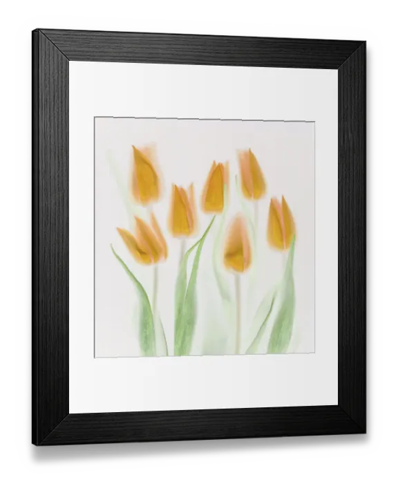 Framed Print : Golden Tulips Framed Print : Golden Tulips