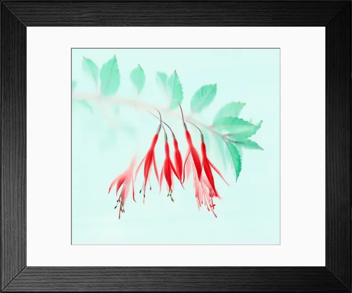 Framed Print : Fuchsia. Scanned fuchsia inverted and hue readjusted Framed Print : Fuchsia. Scanned fuchsia inverted and hue readjusted