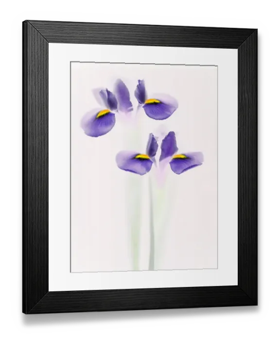 Framed Print : Iris. Scanned irises, inverted and hue readjusted Framed Print : Iris. Scanned irises, inverted and hue readjusted