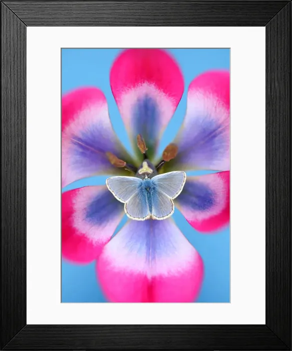 Framed Print : Blue. Common blue on tulip hagari Little Beauty Framed Print : Blue. Common blue on tulip hagari Little Beauty