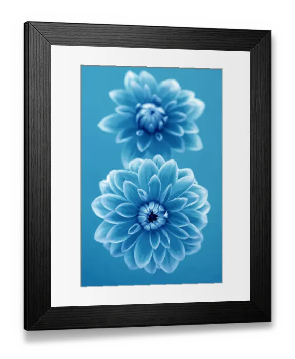 Framed Print : Cyan Dahlias