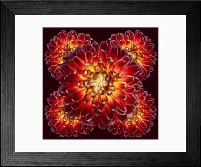 Framed Print : Akita. Dahlia Akita Framed Print : Akita. Dahlia Akita