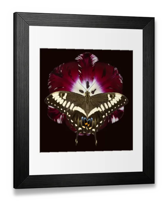 Framed Print : Brian Haslam Photography Framed Print : Brian Haslam Photography