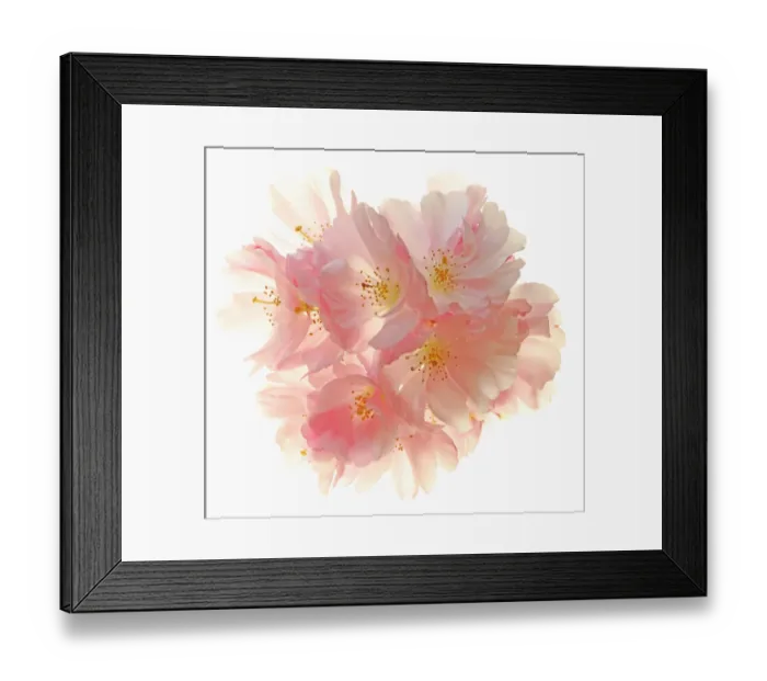 Framed Print : Blossom. Cherry blossom Framed Print : Blossom. Cherry blossom