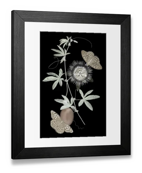 Framed Print : Inverted Passion Framed Print : Inverted Passion