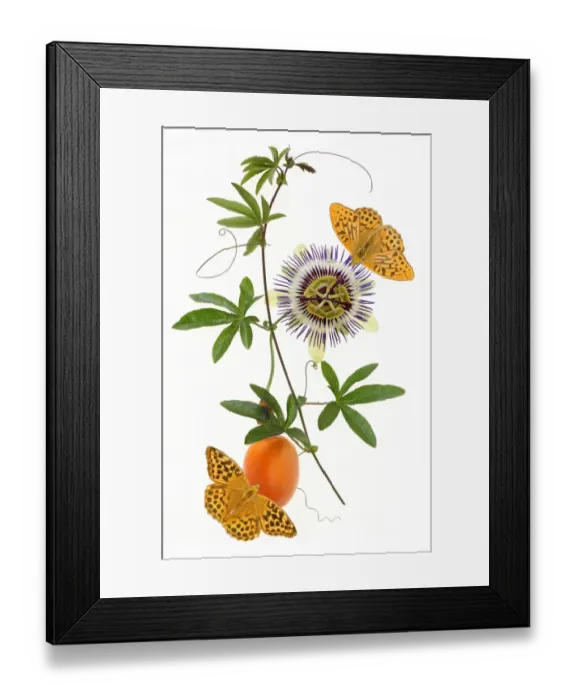 Framed Print : Passion. Silver washed fritillaries on passion flower and fruit Framed Print : Passion. Silver washed fritillaries on passion flower and fruit