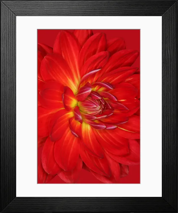Framed Print : Red Velvet Framed Print : Red Velvet