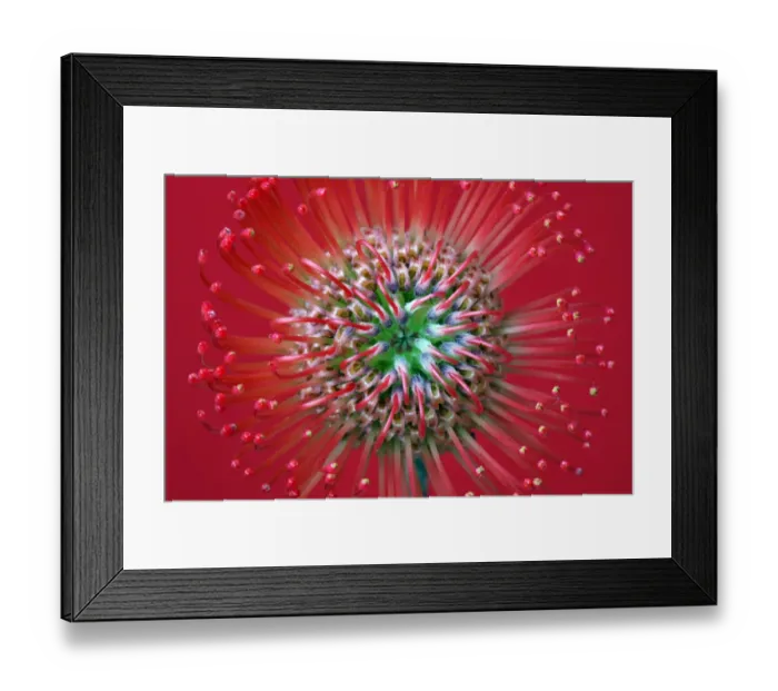 Framed Print : Protea Framed Print : Protea