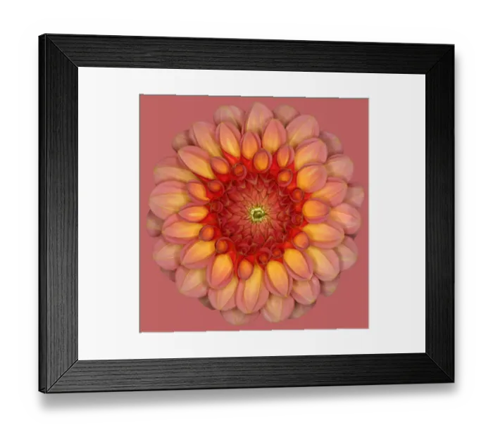Framed Print : Aimie. Dahlia Aimie Framed Print : Aimie. Dahlia Aimie