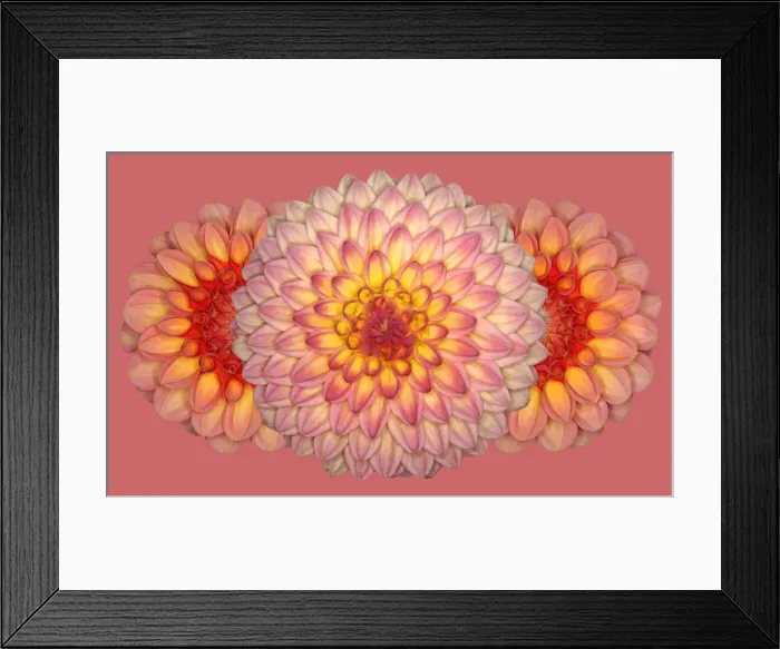 Framed Print : Peachy. Dahlias Wootton Phoebe and Aimie times two Framed Print : Peachy. Dahlias Wootton Phoebe and Aimie times two