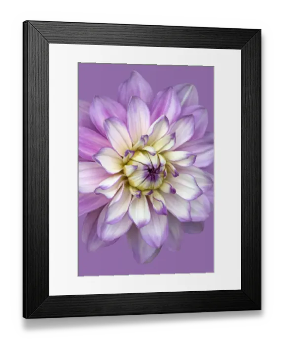 Framed Print : Carolina Moon Framed Print : Carolina Moon