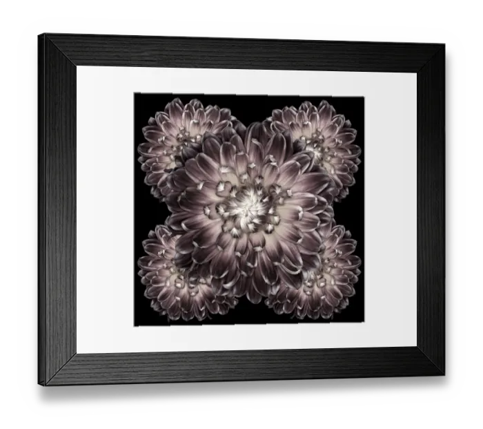 Framed Print : Akita. Dahlias Akita in monochrome / black and white