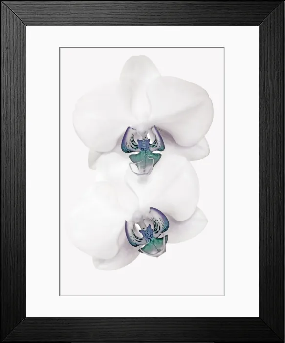 Framed Print : Blue Orchids Framed Print : Blue Orchids