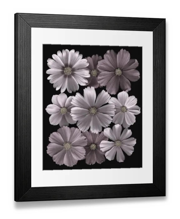 Framed Print : Cosmos. Scanned cosmos flowers Framed Print : Cosmos. Scanned cosmos flowers