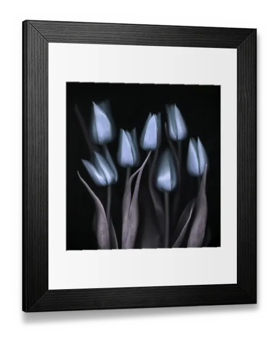 Framed Print : Blue Tulips Framed Print : Blue Tulips