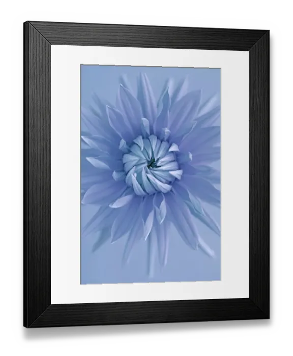 Framed Print : Blueboy. Blue dahlia, cyanotype Framed Print : Blueboy. Blue dahlia, cyanotype