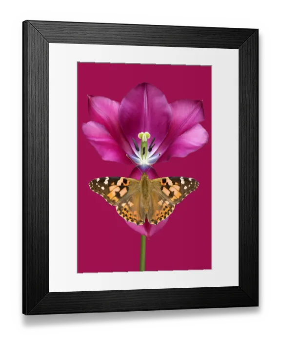 Framed Print : Brian Haslam Photography Framed Print : Brian Haslam Photography