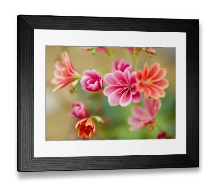 Framed Print : Brian Haslam Photography Framed Print : Brian Haslam Photography