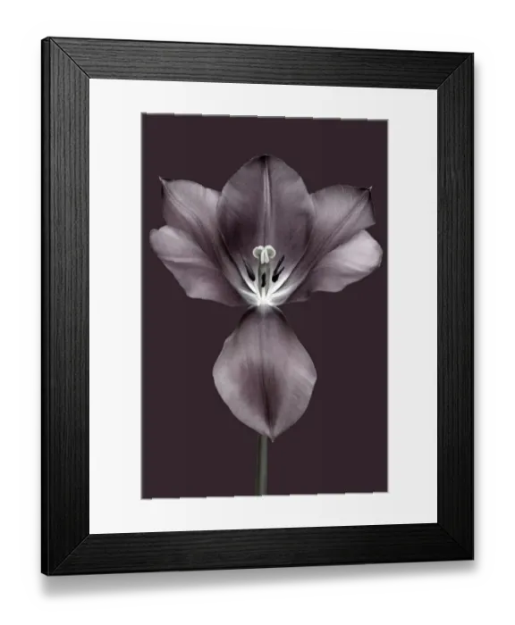 Framed Print : Brian Haslam Photography Framed Print : Brian Haslam Photography