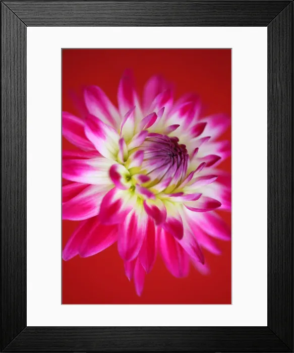 Framed Print : Brian Haslam Photography Framed Print : Brian Haslam Photography