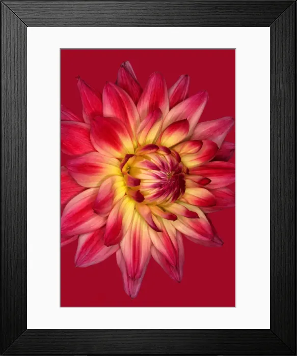 Framed Print : Biddenham Strawberry Framed Print : Biddenham Strawberry