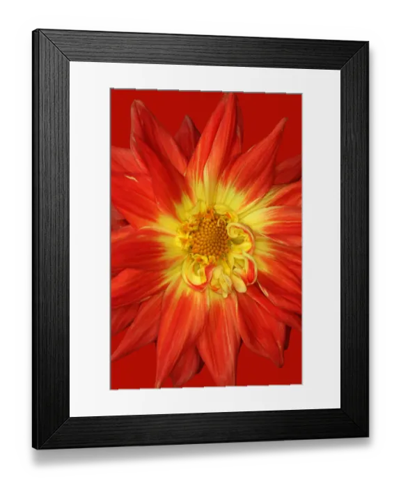 Framed Print : Ferncliffe Fuego Framed Print : Ferncliffe Fuego
