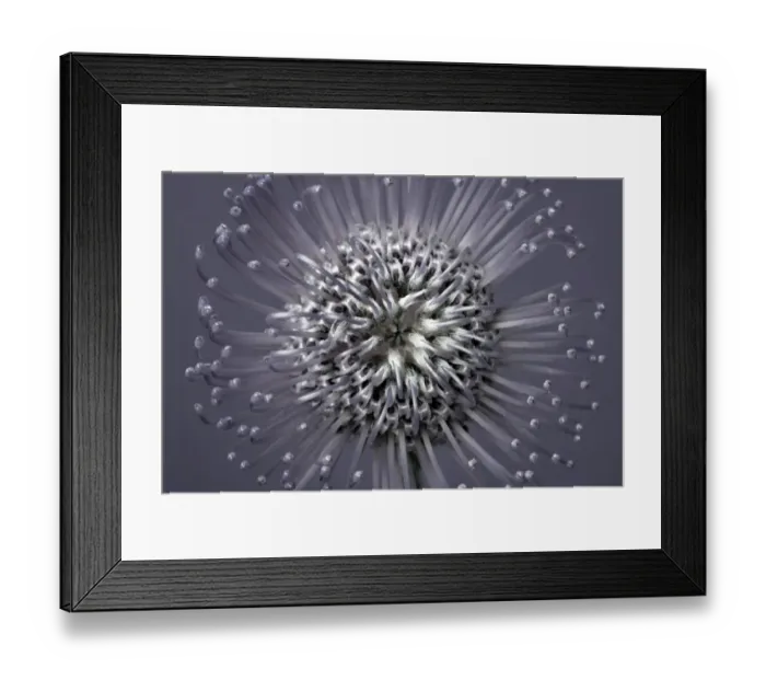 Framed Print : Protea in monochrome / black and white Framed Print : Protea in monochrome / black and white