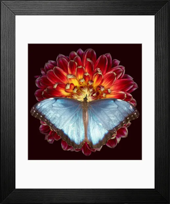 Framed Print : Blue Morpho Framed Print : Blue Morpho