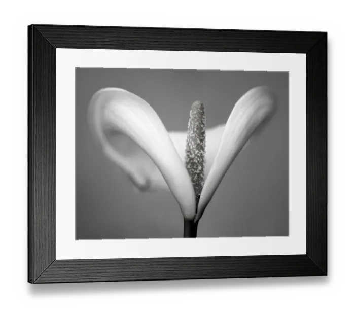Framed Print : Arum lily in black and white Framed Print : Arum lily in black and white