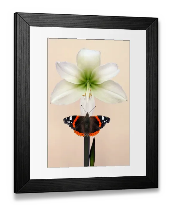Framed Print : Red Admiral Framed Print : Red Admiral