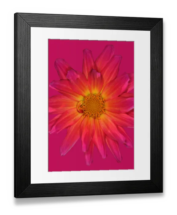 Framed Print : Karma Fuchiana Framed Print : Karma Fuchiana