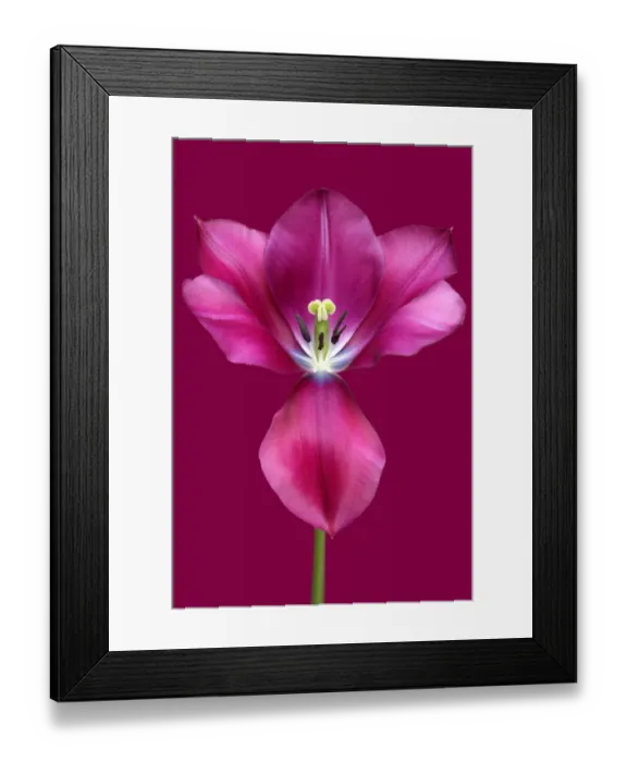 Framed Print : Music. Tulip Music Framed Print : Music. Tulip Music