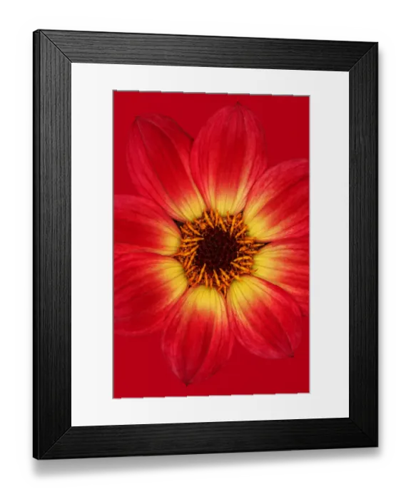 Framed Print : Happy single wink Framed Print : Happy single wink