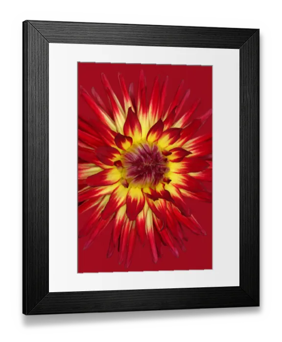 Framed Print : Weston Spanish Dancer Framed Print : Weston Spanish Dancer